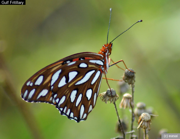 Gulf Fritillary, Agraulis vanillae