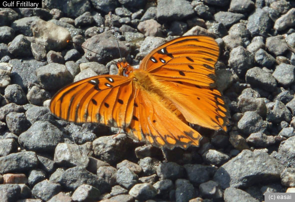 Gulf Fritillary, Agraulis vanillae