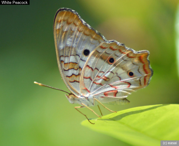White Peacock, Anartia jatrophae