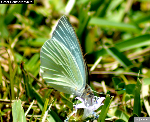 Great Southern White, Ascia monuste