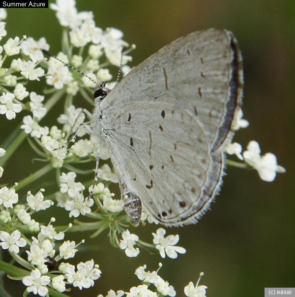 Summer Azure, Celastrina neglecta