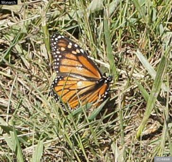 Monarch, Danaus plexippus