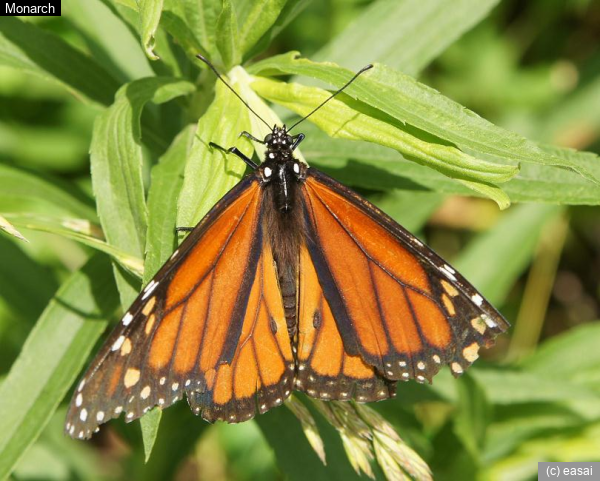 Monarch, Danaus plexippus
