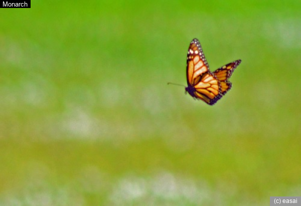 Monarch, Danaus plexippus