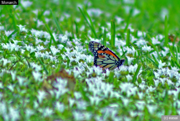 Monarch, Danaus plexippus