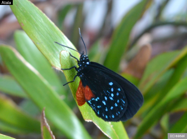 Atala, Eumaeus atala