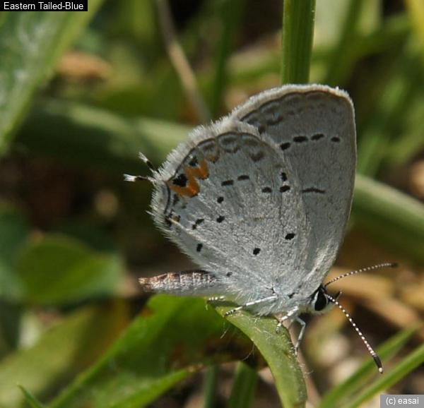 Eastern Tailed-Blue, Everes comyntas