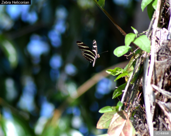 Zebra Heliconian, Heliconius charithonia