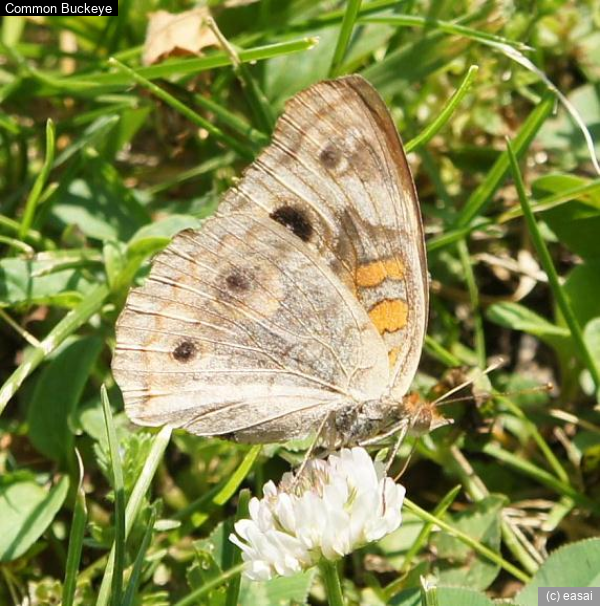 Common Buckeye, Junonia coenia