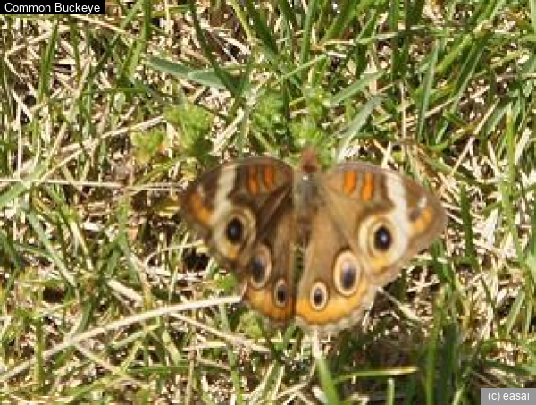 Common Buckeye, Junonia coenia
