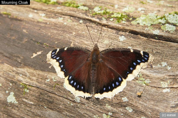Mourning Cloak, Nymphalis antiopa