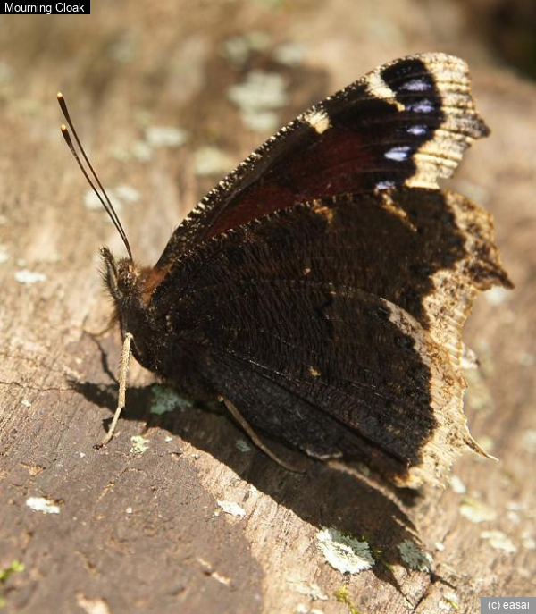 Mourning Cloak, Nymphalis antiopa