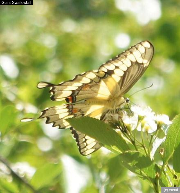 Giant Swallowtail, Papilio cresphontes