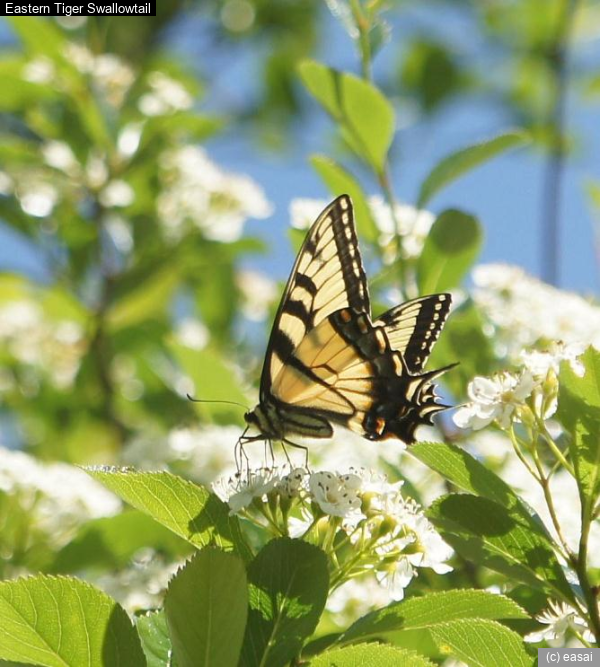 Eastern Tiger Swallowtail, Papilio glaucus
