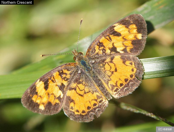 Northern Crescent, Phyciodes cocyta