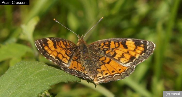 Pearl Crescent, Phyciodes tharos