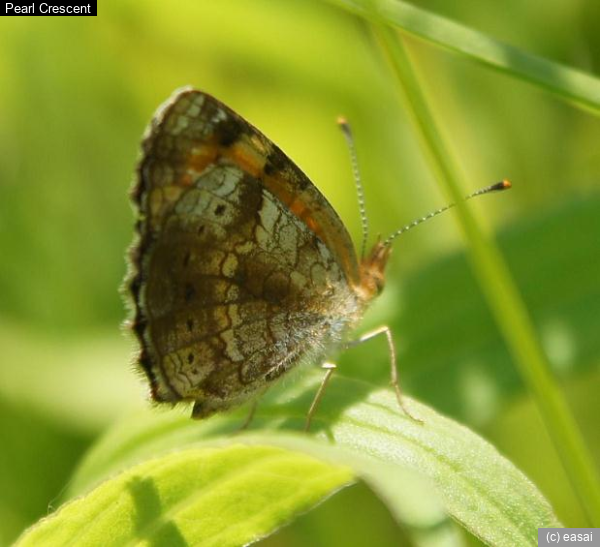 Pearl Crescent, Phyciodes tharos