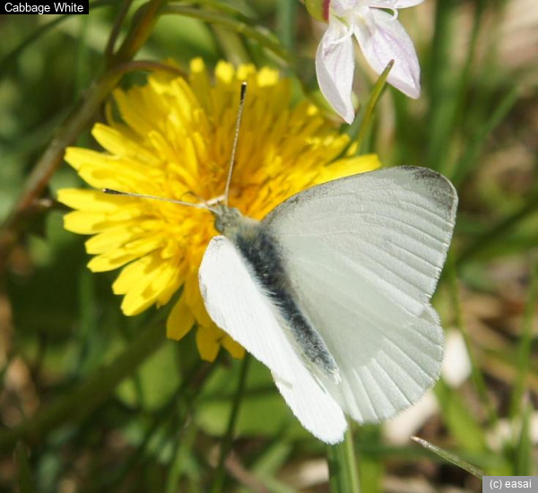 Cabbage White, Pieris rapae