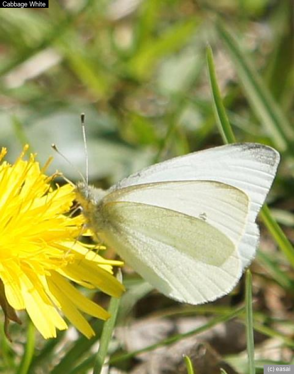 Cabbage White, Pieris rapae