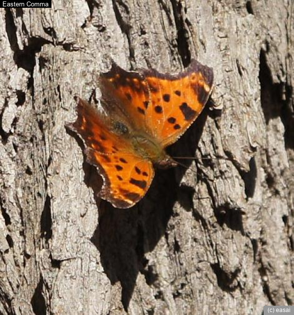 Eastern Comma, Polygonia comma