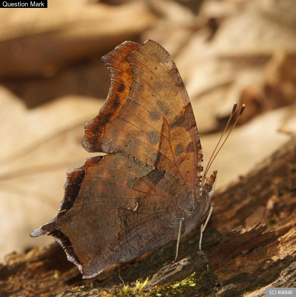 Question Mark, Polygonia interrogationis
