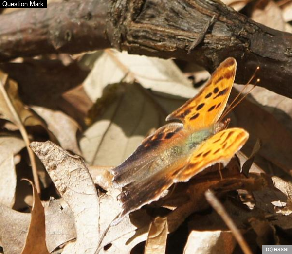 Question Mark, Polygonia interrogationis