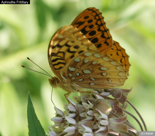 Aphrodite Fritillary, Speyeria aphrodite
