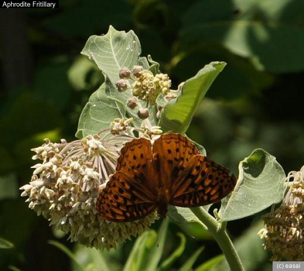 Aphrodite Fritillary, Speyeria aphrodite