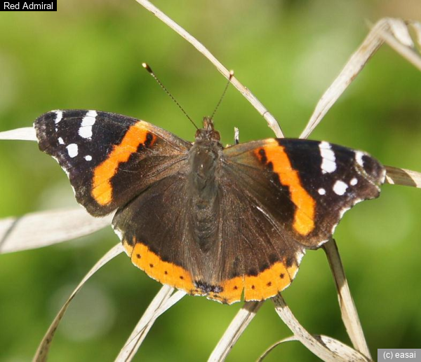 Red Admiral, Vanessa atalanta