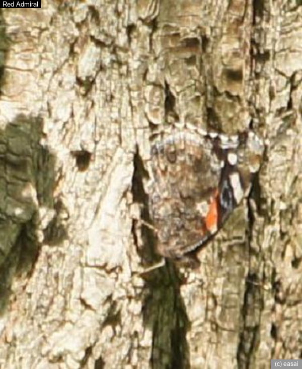 Red Admiral, Vanessa atalanta