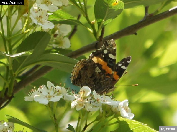 Red Admiral, Vanessa atalanta