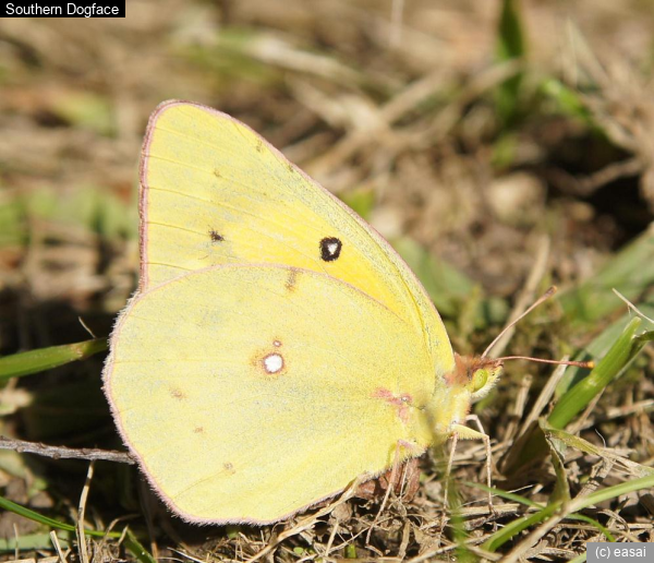 Southern Dogface, Zerene cesonia