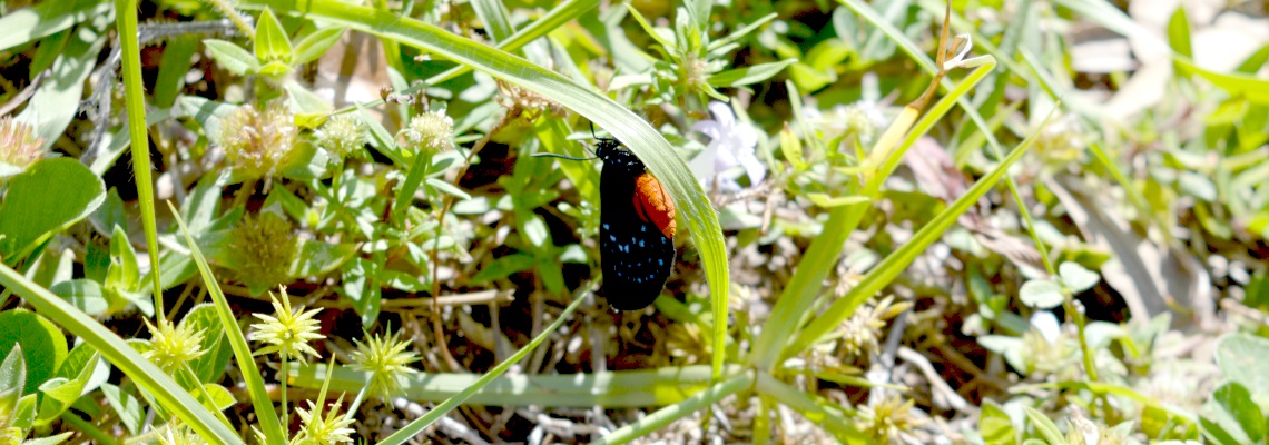 Atala (Eumaeus atala)