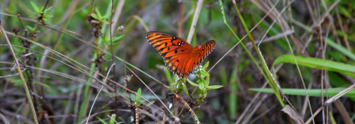Gulf Fritillary (Agraulis vanillae)