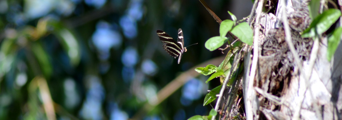 Zebra Heliconian (Heliconius charithonia)